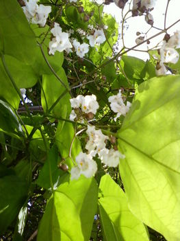 júniusi virágok a Villányi úti parkban 3