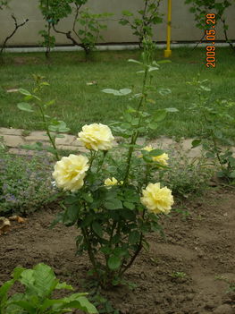 sárga rózsabokor