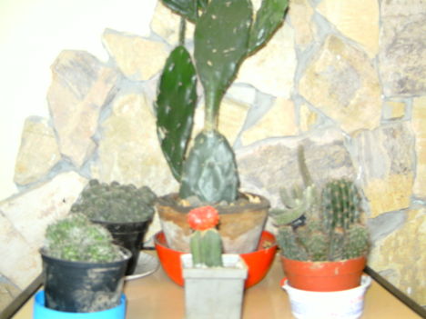 Kaktusz 3
