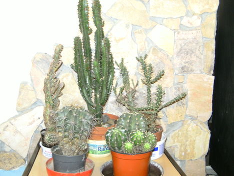 Kaktusz 5
