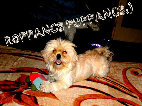 Puppancs:)