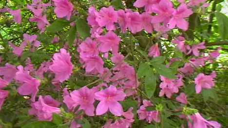 Rododendro 10