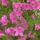 Rododendro_10_248151_78726_t