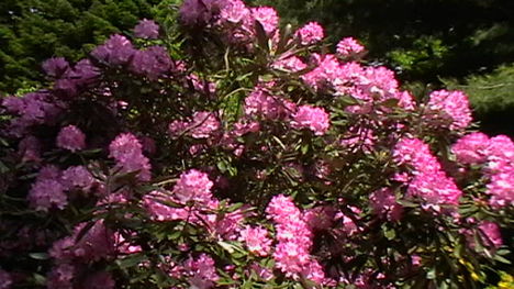 Rododendro 11