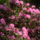 Rododendro_11_248152_20035_t