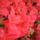 Rododendro_14_248155_17833_t
