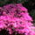 Rododendro_15_248156_44991_t