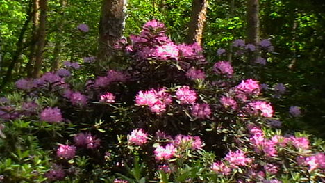 Rododendro 16