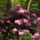 Rododendro_16_248157_41683_t