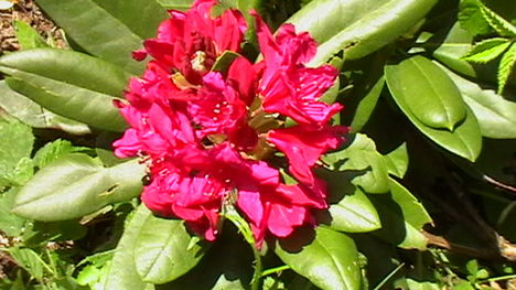 Rododendro 17
