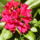 Rododendro_17_248158_48826_t