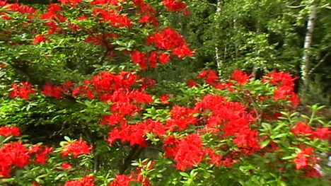 Rododendro 1