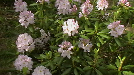 Rododendro 2