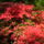 Rododendro_3_248133_14001_t