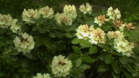 Rododendro 4