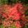 Rododendro_5-001_248135_56559_t