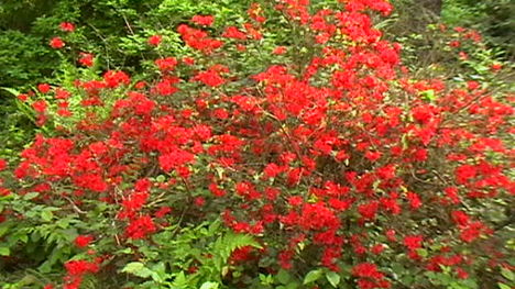 Rododendro 5