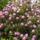 Rododendro_6-001_248136_35117_t