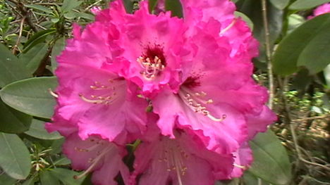 Rododendro 9