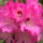 Rododendro_9_248150_32519_t