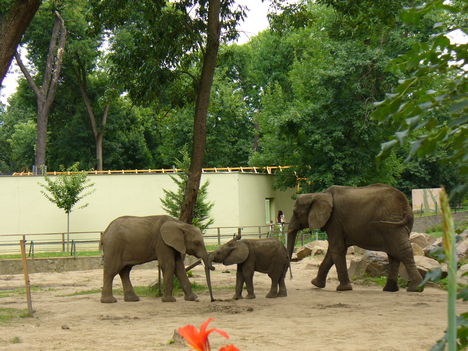 Elefánt család 