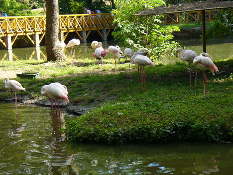 Flamingók 