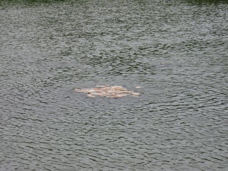 Gyereknap2009-071