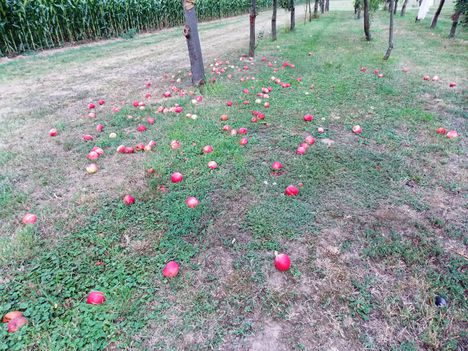 Alma a fa alatt, nyári piros alma...