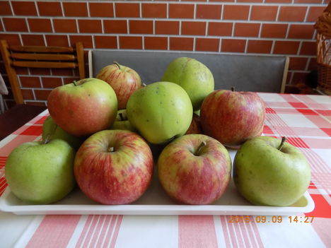 Almák a kertünkből.