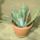 Fiatal_agave_251278_22367_t