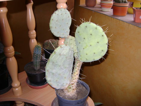 füge kaktusz