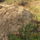 Gally_aprito-002_2051537_5629_t