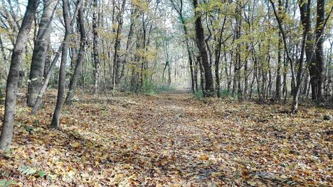 Itt van az ősz, itt van újra..., Aranyossziget, Mosonmagyaróvár 2017. november 05 .-én 1