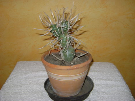 papyracanthus