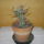 Papyracanthus_251303_24748_t