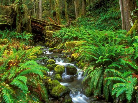 Rainforest Stream Olympic National Park Washington