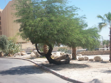 sos tenger 2009