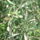 Sos_tenger_2009-014_252286_91155_t