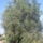 Sos_tenger_2009-015_252287_37042_t