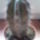 Lemairocereus_chichipe_253024_54386_t