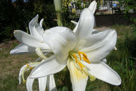 liliom 057