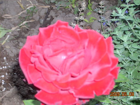 Piros rózsám