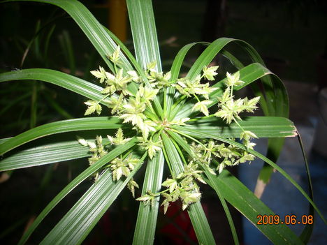 Vízipálma virága