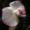 Aphrodite /orhidea