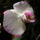 Aphrodite_orhidea_254915_18066_t