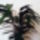 Calathea_254937_84942_t