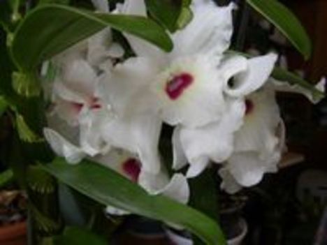 Dendrobium /orchidea/