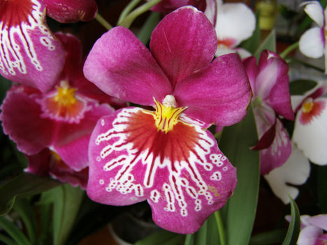 Miltonia /orchidea