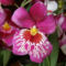 Miltonia /orchidea