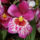 Miltonia_orchidea-001_254914_73512_t